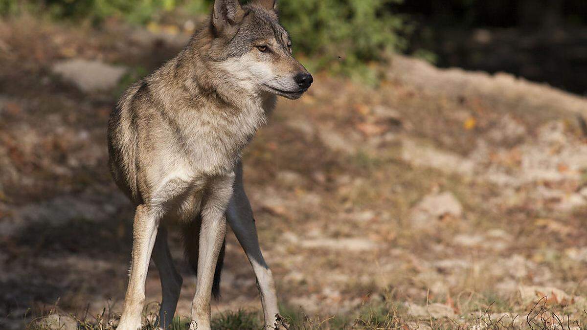 Jene Wölfe, die in Osttirol unterwegs waren, wurden in Kärnten und Salzburg nachgewiese 