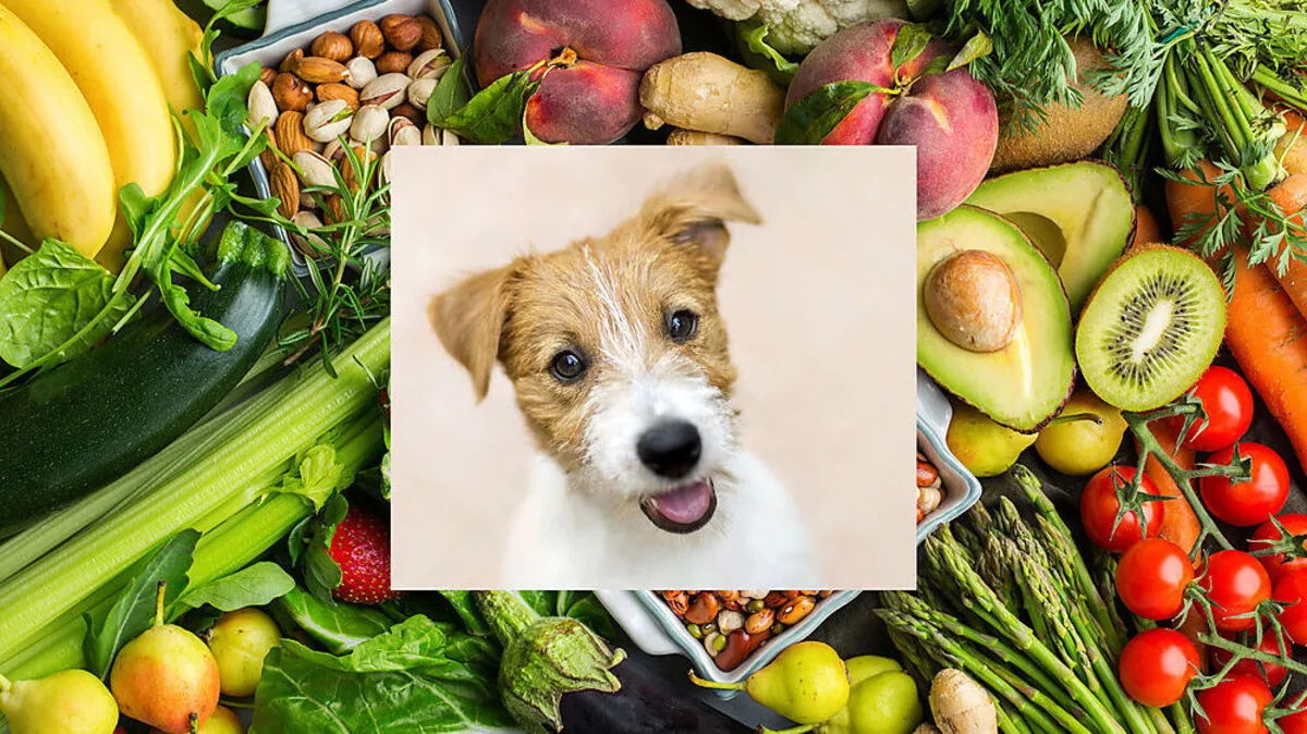 Früchte für den Hund