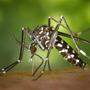 Asiatische Tigermücke bereits in allen Bundesländern gefunden