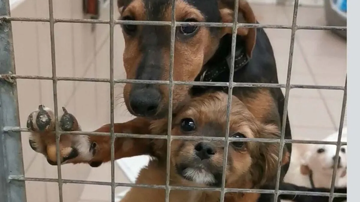 Zwei der Tiere, die nun in der Arche Noah versorgt werden