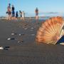 Auf der Muschelinsel vor Lignano gibt es, wie der Name schon sagt, besonders viele Muscheln (Symbolfoto) 