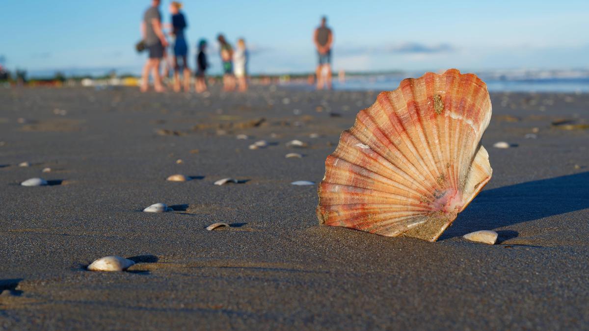 Auf der Muschelinsel vor Lignano gibt es, wie der Name schon sagt, besonders viele Muscheln (Symbolfoto) 