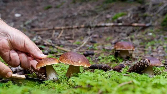 Steinpilze auf einem Waldboden und die Hand einer Person, die mit einem Messer einen Steinpilz abschneidet