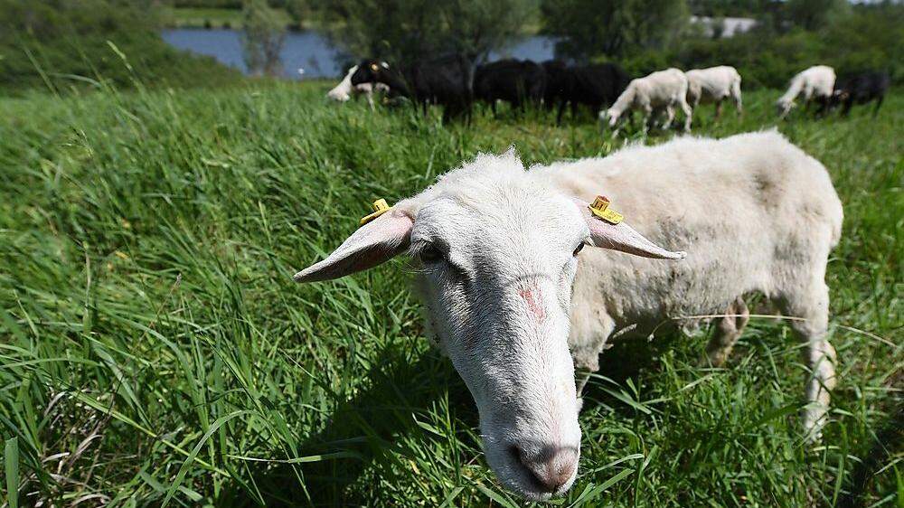 Ab sofort sollen Schafe auf der Donauinsel als Rasenmäher fungieren
