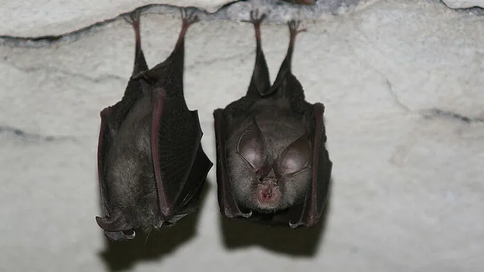 Tierischer Besuch: Fledermaus "landete" in der Redaktion