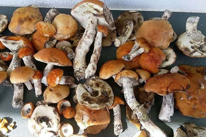 "Unzählige Rotkappen", berichtet Leserreporter Josef Toppler aus Rosental, hat er in seinem Wald gefunden...