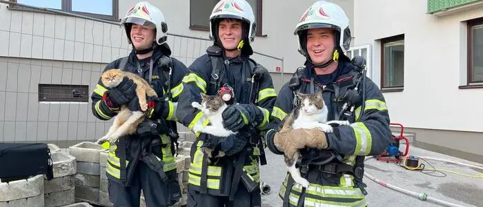 Bei einem Gebäudebrand in Waidhofen an der Ybbs sind vier Katzen gerettet worden.