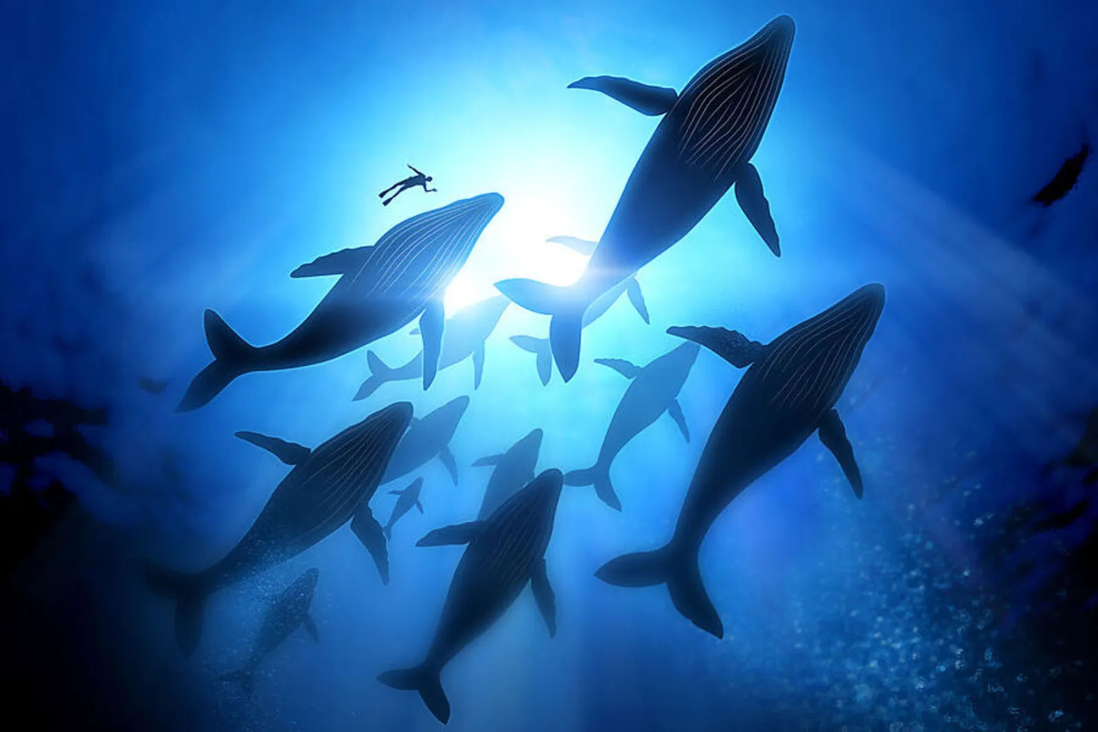 Tiere wie Wale sind größer und stärker als wir – und zu mehr fähig, als gedacht Adobe Stock, Reukauf, Körber Stiftung/ Ausserhofer 