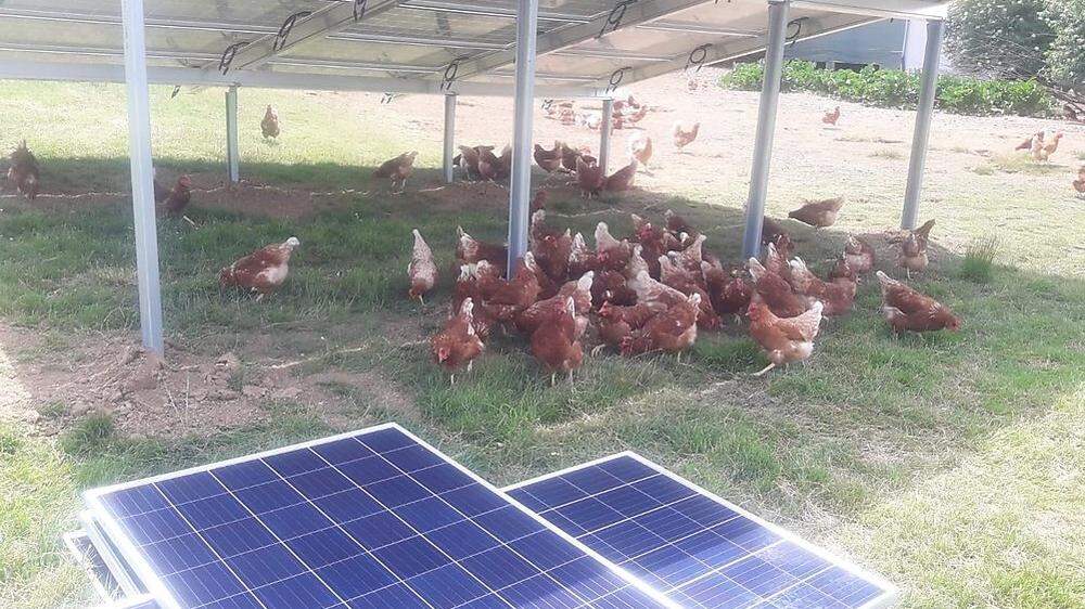 Die Freilandhühner nutzen die Fotovoltaikanlage als Deckung und Sonnenschutz