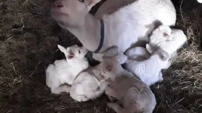 Es ist wirklich selten und eine große Überraschung für die ganze Familie Biedermann vulgo Mulle aus Moosburg.