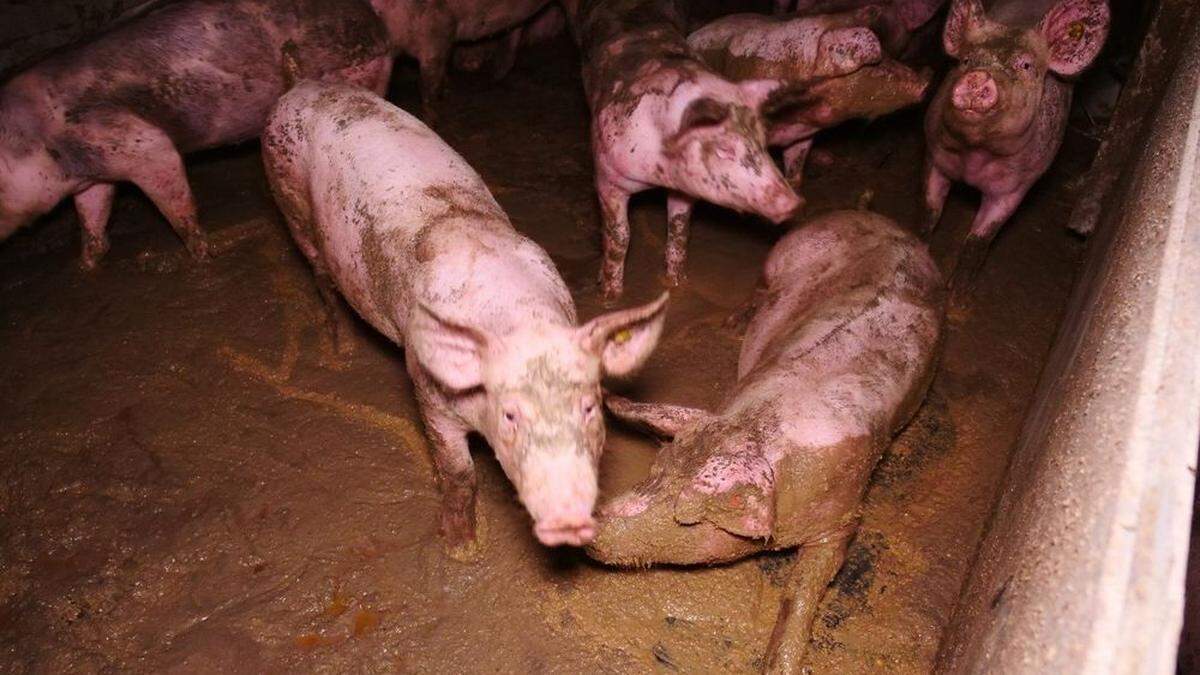 Der VGT erhob schwere Vorwürfe gegen einen Schweinezuchtbetrieb in Obergnas