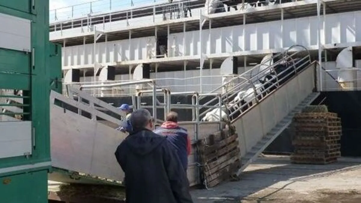 Kühe werden häufig per Schiff über das Mittelmeer transportiert - unter oft grausamen Bedingungen