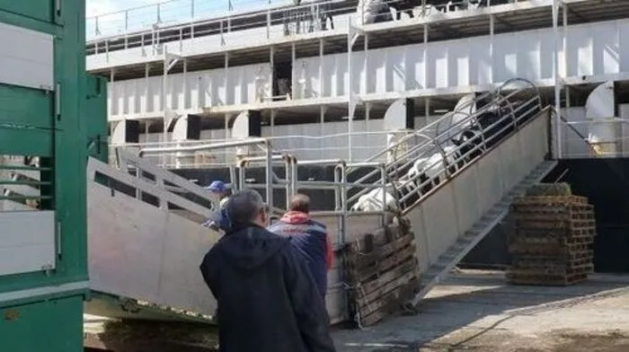 Kühe werden häufig per Schiff über das Mittelmeer transportiert - unter oft grausamen Bedingungen