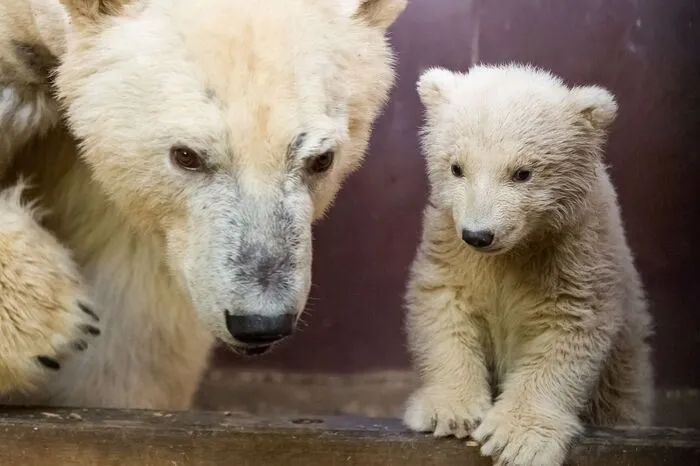 Eisbär Fritz wurde nur vier Monate alt.