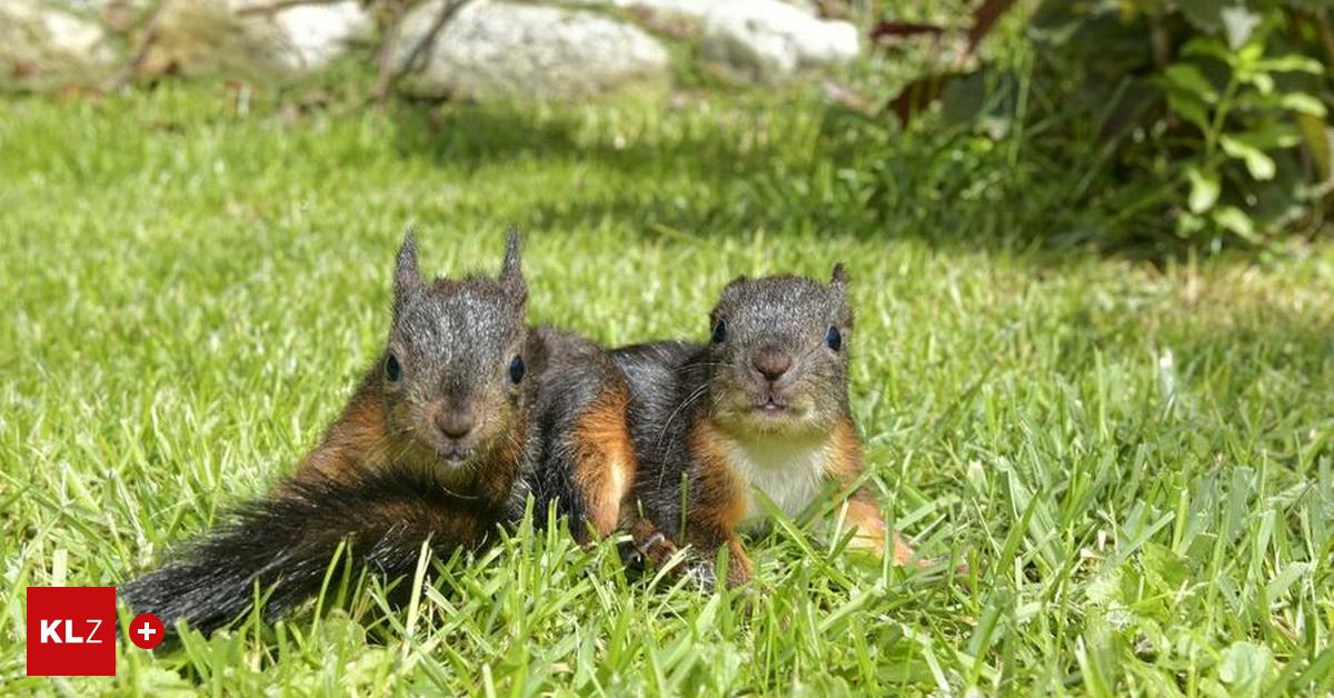 Eichh-rnchen-in-Panik-B-llerei-zu-Silvester-ist-sehr-riskant-f-r-die-kleinen-Nager-