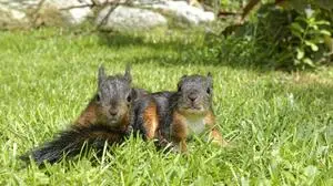 Die Eichhörnchen geraten in Panik