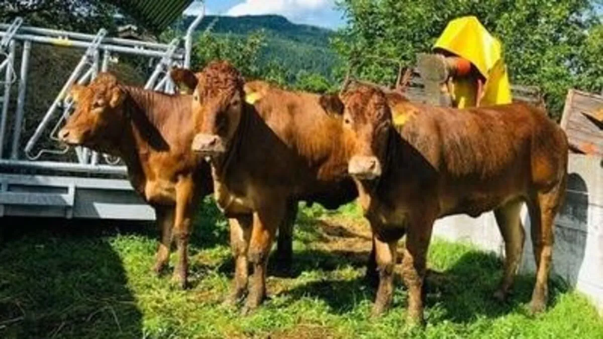Diese drei Kühe werden seit Sonntagabend vermisst. Sie dürften im Bereich Kerschdorf, Dröschitz, Wurzen oder Ebenfeld in der Gemeinde Velden unterwegs sein