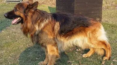 Kämpfte um sein Leben "Bulldog von dem ersten Platz"