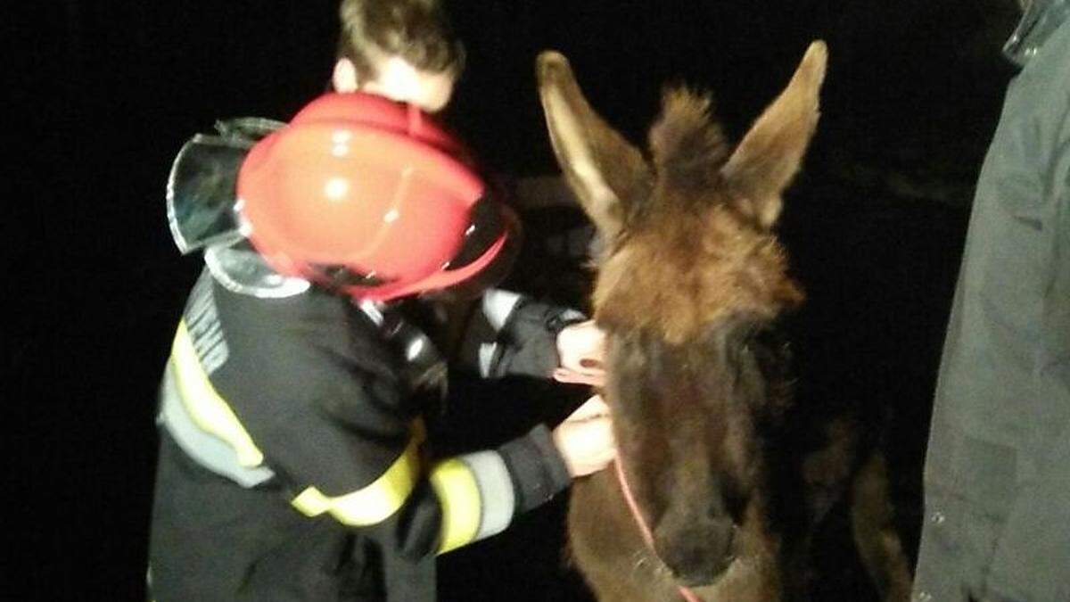 Die Tiere wurden um 3.30 Uhr früh eingefangen 