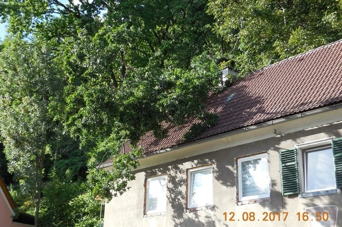 Über die Drehleiter (DLK 37) konnten Teile des Baumes so weit entfernt werden, damit eine Schutzplane auf dem Dach angebracht werden konnte.