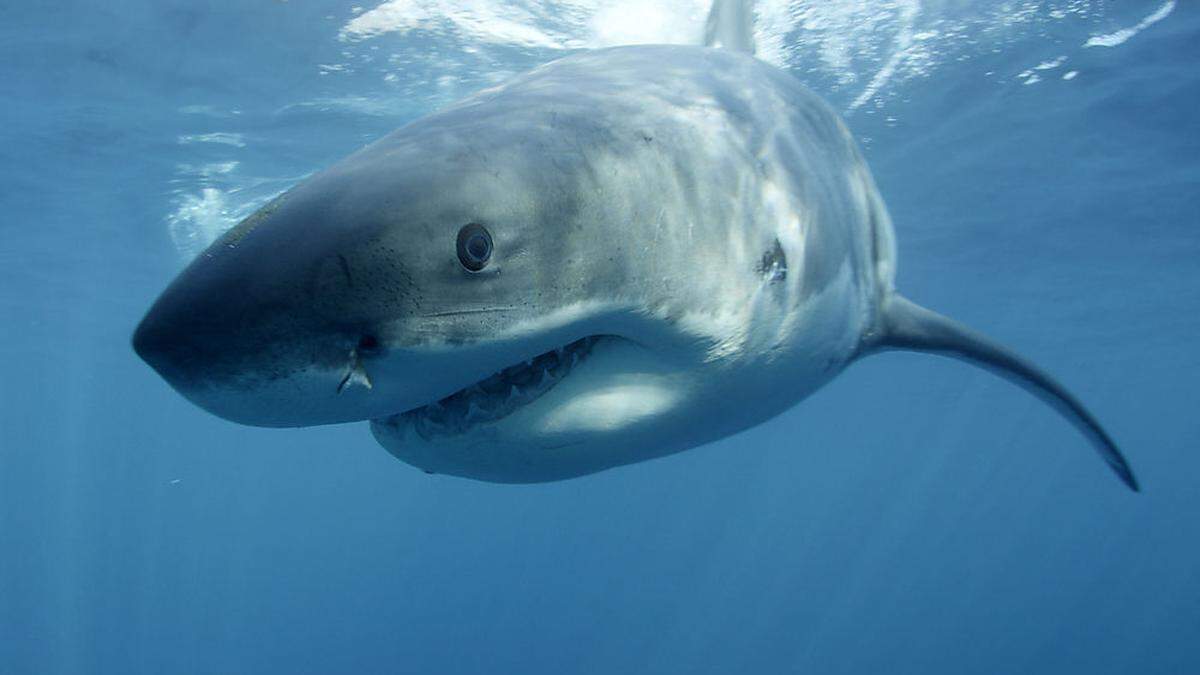 Sujetbild Weißer Hai
