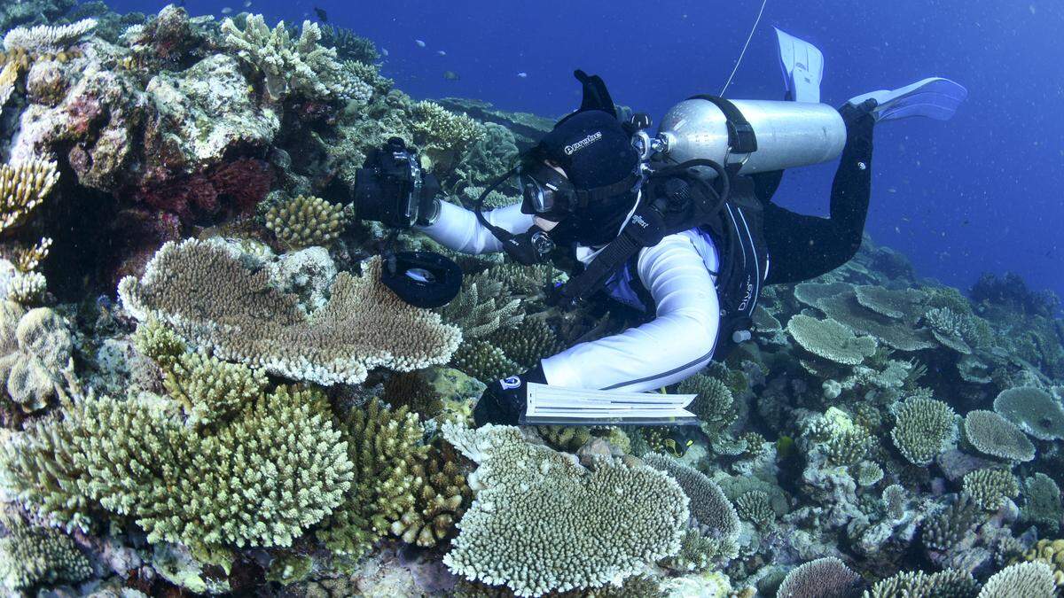 Forscher sind besorgt über den Zustand des Great Barrier Reefs