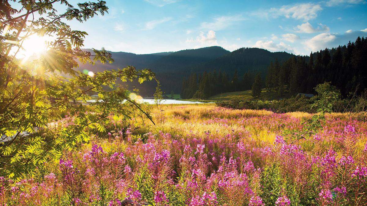 Mit 125 Almweiden am Stück stellt der Naturpark Almenland einen Europarekord auf