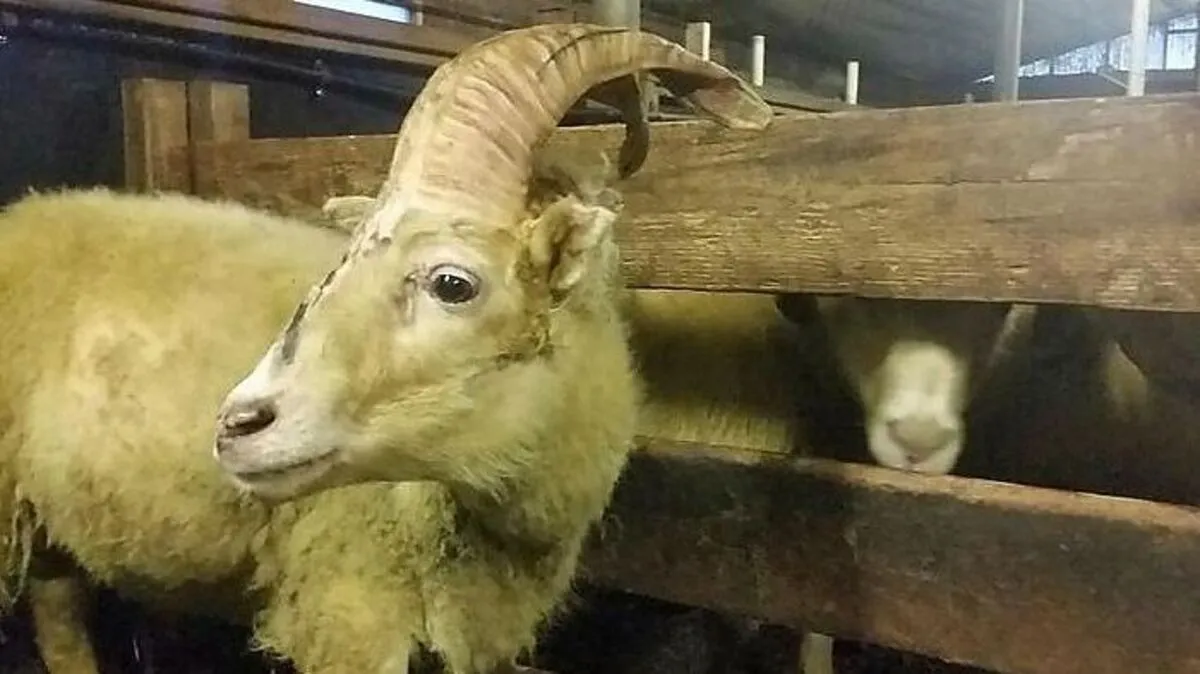 Der Schafsbock namens Einhorn