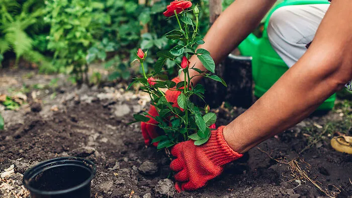 Dünger im Umkreis der Rosen aufstreuen und leicht einarbeiten. Die zweite Düngung erfolgt nach der Blüte.