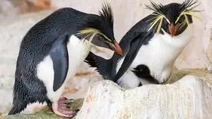 Felsenpinguine kümmern sich um ihren Nachwuchs