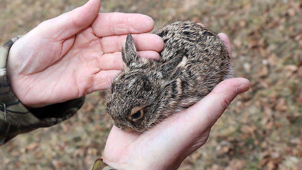 Der kleine Feldhase passt noch in eine Hand