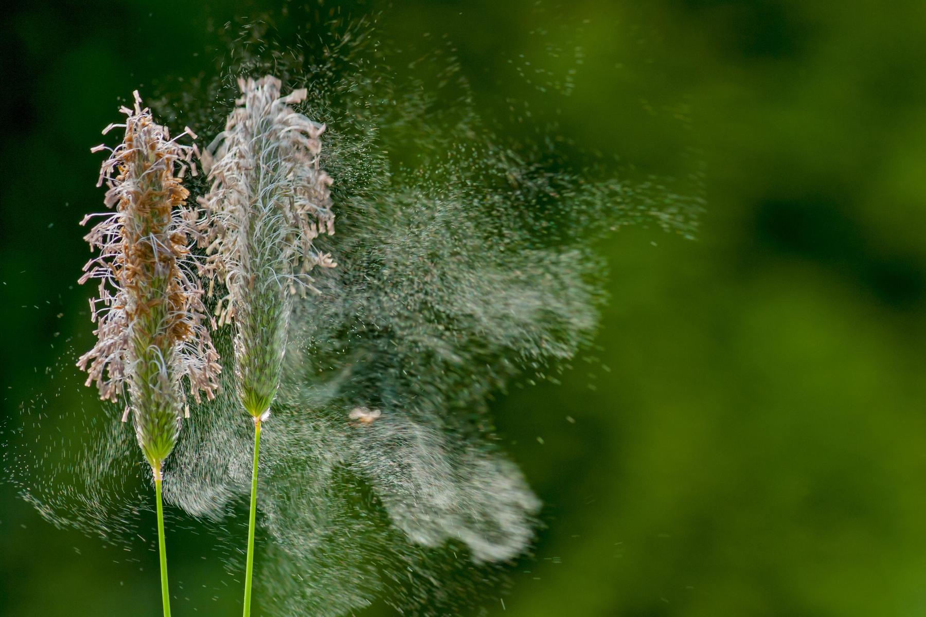 Höhepunkt in Kärnten: Pollenflug der Gräser macht Allergikern das Leben schwer