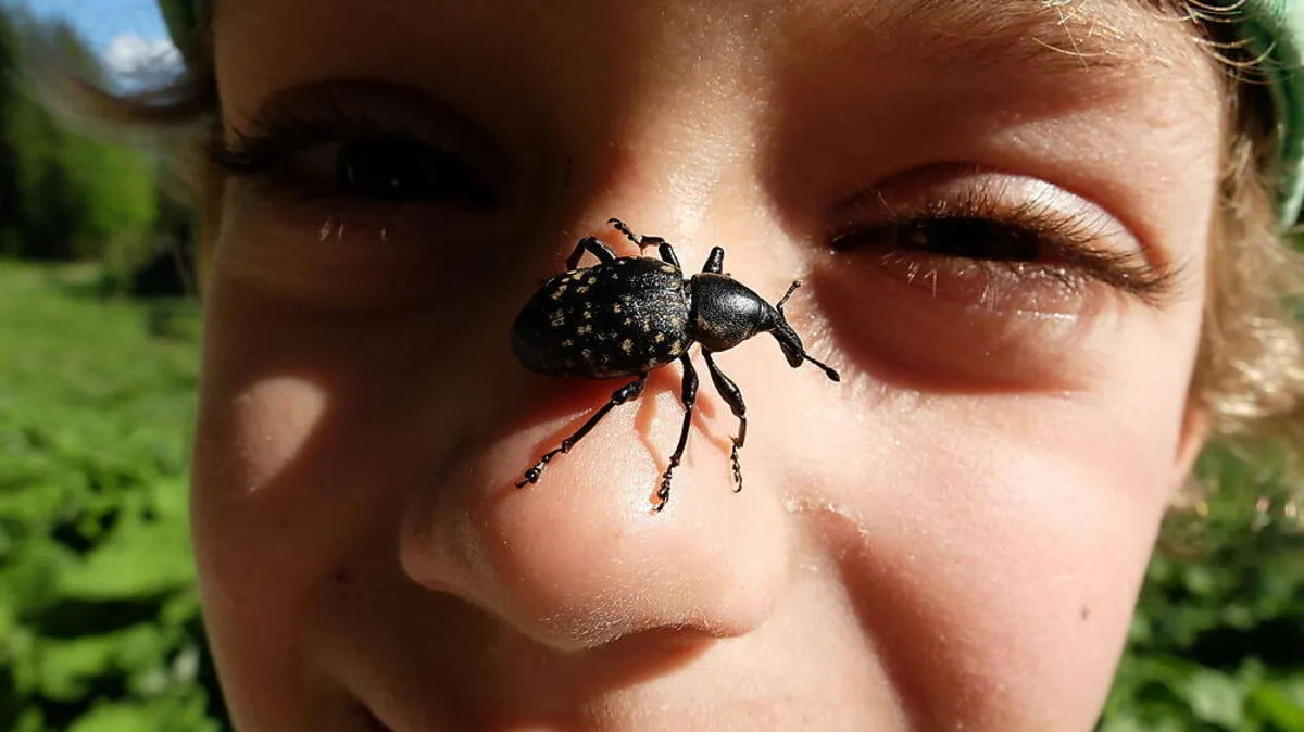 Nicht nur vom Insektensterben reden, sondern etwas bewegen