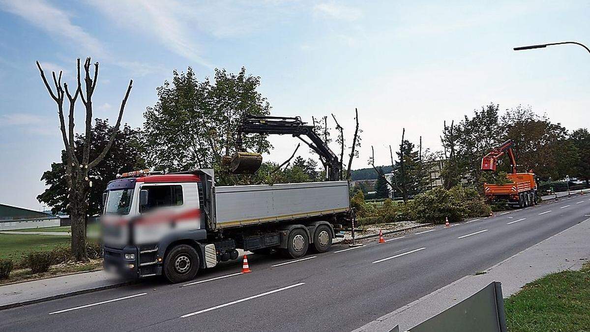 In der Schulgasse in Oberwart wurden die Bäume aufgrund von angeblich morschen Ästen geschnitten