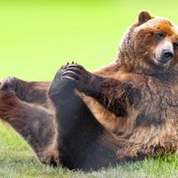 Der lettische Bär war sportlicher unterwegs als dieser Bär (Symbolbild)