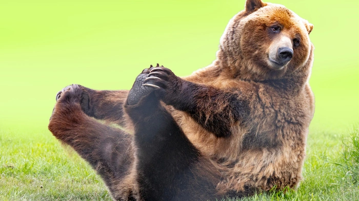 Der lettische Bär war sportlicher unterwegs als dieser Bär (Symbolbild)