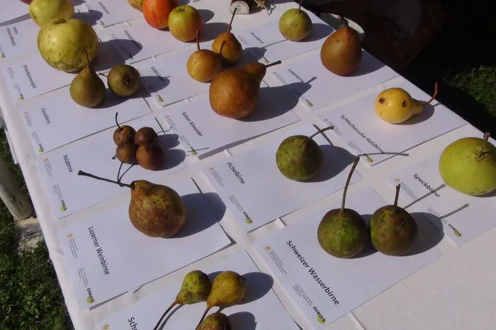 Zusätzliche Attraktion des Festes war die Ausstellung des Naturparks Südsteiermark von 120 Apfelsorten und die interessante Möglichkeit, die Sorte des von Besuchern mitgebrachten Streuobstes vom Pomologen Alois Wilfling bestimmen zu lassen. „Vor 100 Jahren gab es in der Steiermark 2000 bis 3000 Apfelsorten, weil die Landwirte so viele Äpfel züchteten und Streuobstwiesen bewirtschaftet haben. Heute sind es nur mehr fünf bis zehn gängige Apfelsorten. 