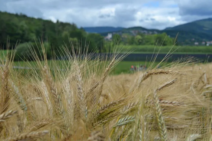 Die Kategorie "Landwirtschaft" entschied Lena Schwarz für sich.