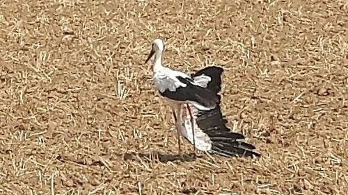 Der Storch mit dem gebrochenem Flügel konnte gerettet werden