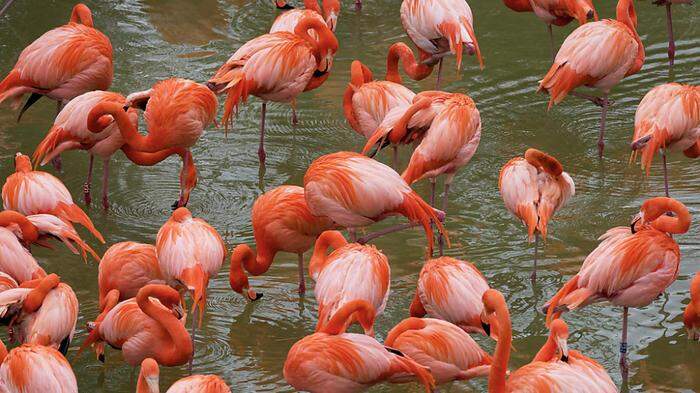 Flamingo-Kolonie in Schönbrunn