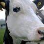 Die Milchkuh Luma in Andrea Arnolds Dokumkentation &quot;Cow&quot;