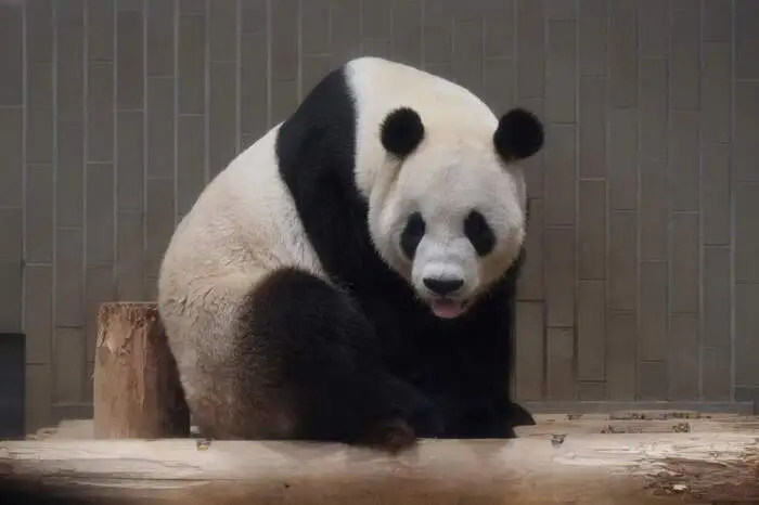 Sie hatte sich Ende Februar drei Mal mit ihrem Partner Ri Ri gepaart. Die beiden Pandas waren im Februar 2011 aus China ausgeliehen worden.