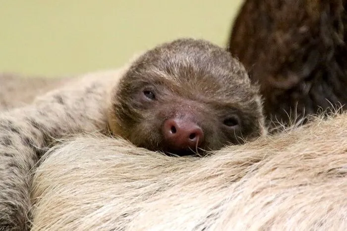 ... und wird von seiner Mama gemütlich durch das Gehege getragen. Mehr zum Faultierbaby lesen Sie hier.