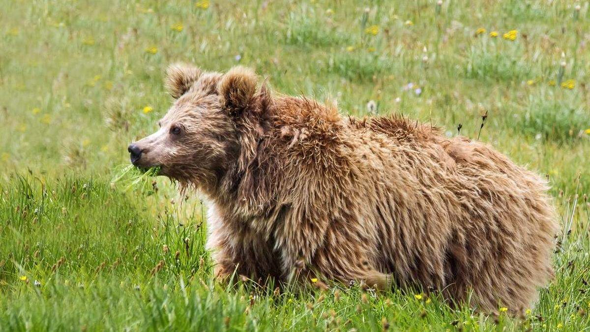 US-Forscher haben DNA-Proben von angeblichen Yeti-Überbleibseln unter die Lupe genommen und sie fast ausschließlich Bären zugeordnet