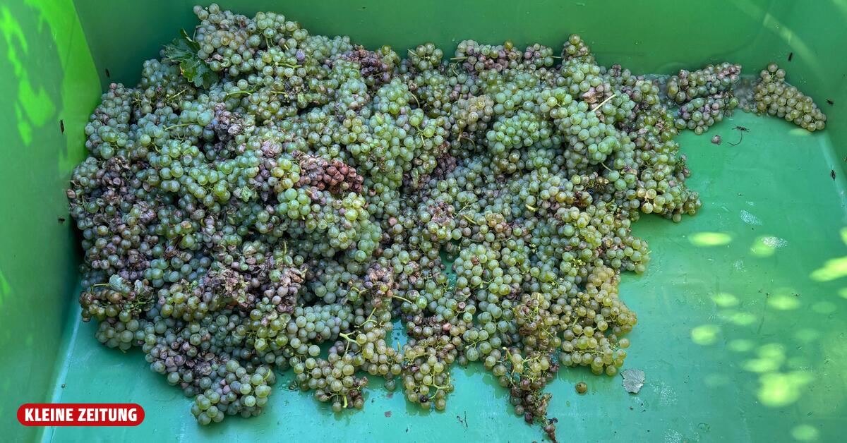 Drought hits winegrowers hard: “Unprecedented situation”