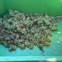 Die Weinlese muss deutlich früher beginnen: Dürre setzt Winzern zu