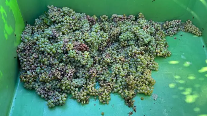 Die Weinlese muss deutlich früher beginnen: Dürre setzt Winzern zu