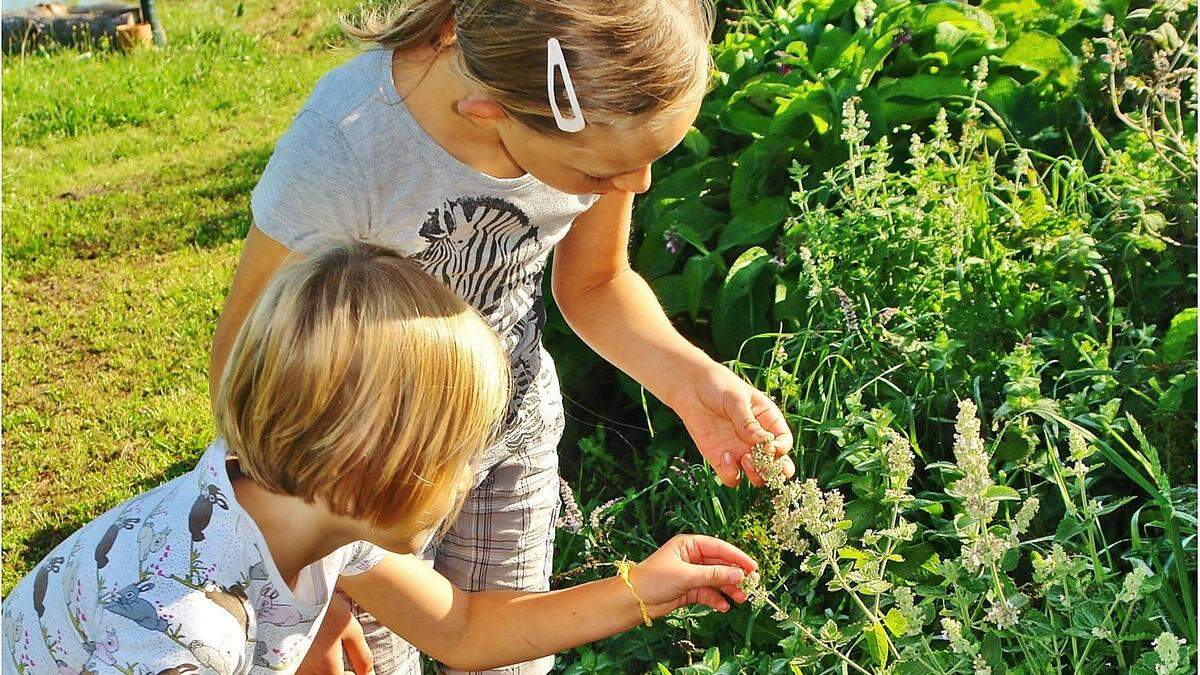 Wissenswertes rund um Kräuter