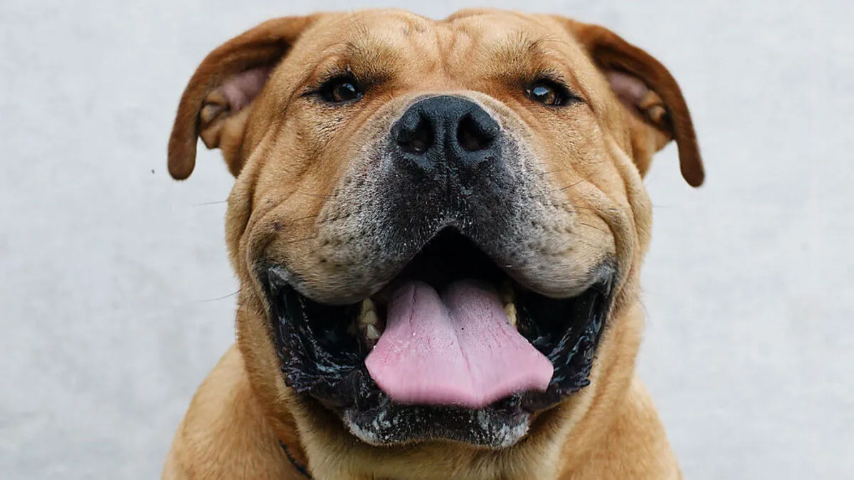 Tierisch gt fürs Büro oder muss er zuhause bleiben?