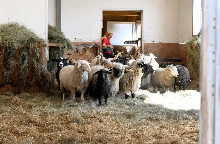 ABD0156_20250404 - BRATISLAVA - SLOWAKEI: Rund 150 Klauentiere werden vom Tiergnadenhof Gut Aiderbichl in Henndorf bei Salzburg vom Besucherhof zu einem anderen, derzeit leer stehenden Aiderbichl-Hof abtransportiert. Im Bild die Vorbereitung für die Verladung der Schafe und Ziegen am Freitag, 4. April 2025. - FOTO: APA/BARBARA GINDL